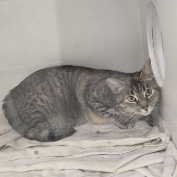Nala Bean -  Domestic Short Hair Cat for Adoption in Dover, New Hampshire - Nala Bean | PetCurious