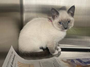 Siamese Cats Available for Adoption in Pasco, Washington - Ethel | PetCurious