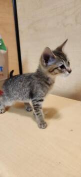 Domestic Short Hair Cats Available for Adoption in Town 