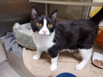 Cleats -  Domestic Short Hair Cat for Adoption in Elk Grove, California - Cleats | PetCurious
