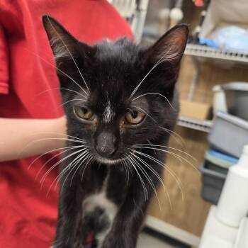 Wesson -  Domestic Short Hair Cat for Adoption in Leander, Texas - Wesson | PetCurious