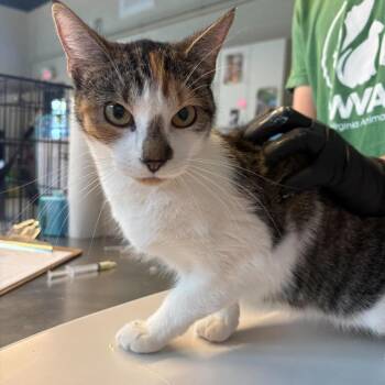 Glimmer -  Domestic Short Hair Cat for Adoption in Huntington, West Virginia - Glimmer | PetCurious