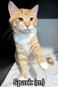 Rescue Domestic Short Hair Cats for Adoption in Chilliwack, British Columbia - Pre-Adoption: Spark | PetCurious