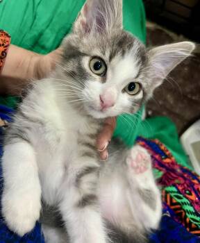 Eren (bonded with Eliza) -  Tabby and Domestic Short Hair Cat for Adoption in Vaughan, Ontario - Eren (bonded With Eliza) | PetCurious