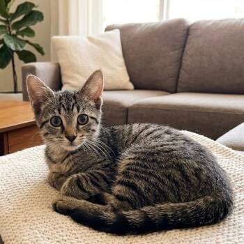 Pip -  Domestic Short Hair Cat for Adoption in Pittsfield, Illinois - Pip | PetCurious