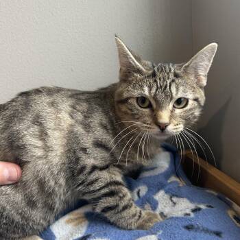 Duncan -  Domestic Short Hair Cat for Adoption in Seward, Nebraska - Duncan | PetCurious