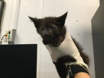 Domestic Short Hair Cats Available for Adoption in Thousand Palms, California - A1919400 | PetCurious