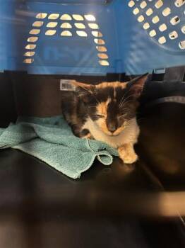 Calico -  Domestic Short Hair Cat for Adoption in Montreal, Quebec - Calico | PetCurious