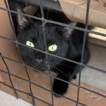 West -  Domestic Short Hair Cat for Adoption in Los Angeles, California - West | PetCurious