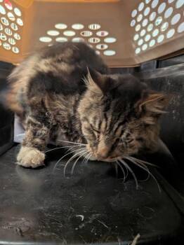 Felix -  Domestic Long Hair Cat for Adoption in Cincinnati, Ohio - Felix | PetCurious