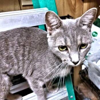 Lola -  Tabby Cat for Adoption in Rutherfordton, North Carolina - Lola | PetCurious