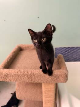 Remi -  Domestic Short Hair Cat for Adoption in Cincinnati, Ohio - Remi | PetCurious