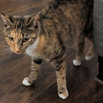 Rescue Domestic Short Hair Cats for Adoption in San Jose, California - Trixie | PetCurious