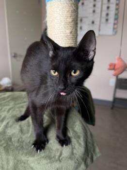 26-432 Santana -  Domestic Short Hair Cat for Adoption in Barnesville, Georgia - 26-432 Santana | PetCurious