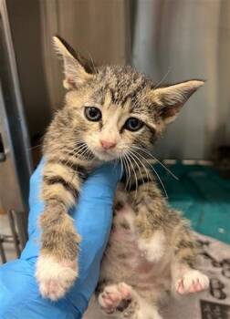 Domestic Short Hair Cats Available for Adoption in Baytown, Texas - PORCINI | PetCurious