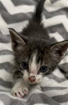 MICKEY -  Domestic Short Hair Cat for Adoption in Rosenberg, Texas - MICKEY | PetCurious