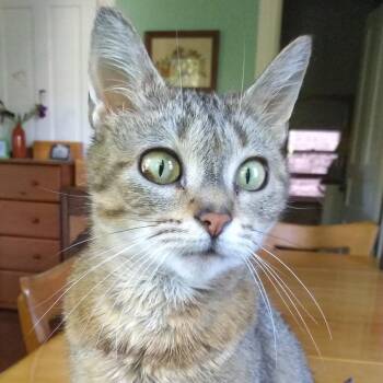 Genevieve -  Domestic Short Hair Cat Available for Adoption in Evanston, Illinois - Genevieve | PetCurious