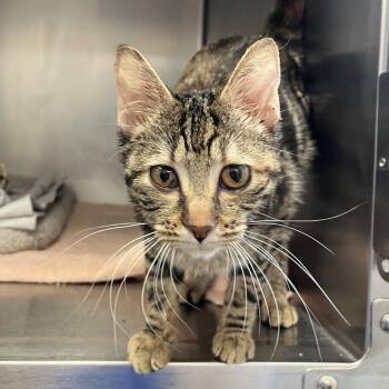 Domestic Short Hair Cats Available for Adoption - Teeny | PetCurious