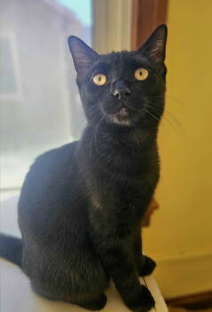 Rescue Domestic Medium Hair Cats for Adoption in Greenville, Illinois - Angel | PetCurious