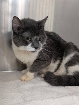 Domestic Short Hair Cats Available for Adoption - MINDY | PetCurious