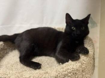 Oklahoma -  Domestic Short Hair Cat for Adoption in Phoenix, Arizona - Oklahoma | PetCurious