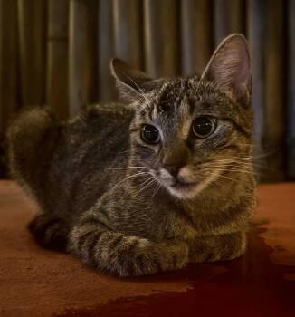 Val -  American Shorthair Cat for Adoption in Minneapolis, Minnesota - Val | PetCurious