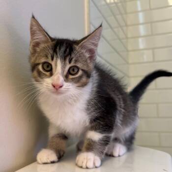 Mylo -  Domestic Short Hair Cat for Adoption in San Pablo, California - Mylo | PetCurious