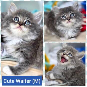 Waiter -  Domestic Long Hair Cat for Adoption in Beaverton, Oregon - Waiter | PetCurious