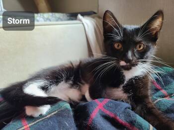 Storm -  Domestic Short Hair Cat for Adoption in San Antonio, Texas - Storm | PetCurious
