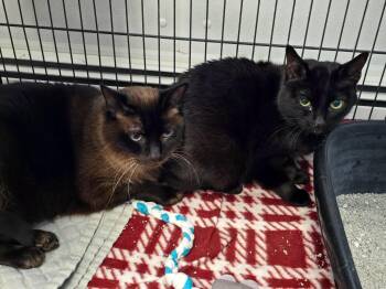 Juno & Tupelo -  Domestic Short Hair Cat for Adoption in Winthrop, Maine - Juno & Tupelo | PetCurious