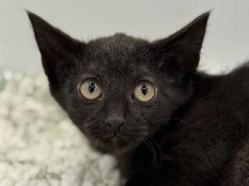 Creek -  Domestic Short Hair Cat for Adoption in Portland, Oregon - Creek | PetCurious