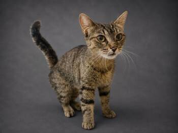 PEARL -  Domestic Short Hair Cat for Adoption in Winter Haven, Florida - PEARL | PetCurious
