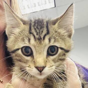 Kahan -  Domestic Short Hair Cat for Adoption in Des Moines, Iowa - Kahan | PetCurious