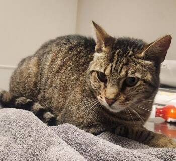 Mocha -  Domestic Medium Hair Cat for Adoption in Oakland, California - Mocha | PetCurious