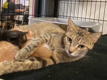 Neve -  Domestic Short Hair Cat for Adoption in Lockhart, Texas - Neve | PetCurious