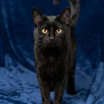 Athena -  Bombay and Domestic Short Hair Cat for Adoption in Wyandotte, Michigan - Athena | PetCurious