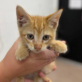 Gary -  Domestic Short Hair Cat for Adoption in Ardmore, Oklahoma - Gary | PetCurious