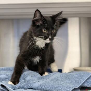 Squid -  Domestic Medium Hair Cat for Adoption in Pittsburgh, Pennsylvania - Squid | PetCurious