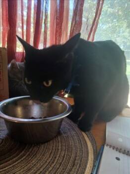 Domestic Short Hair Cats Available for Adoption in Derwood, Maryland - REBECCA | PetCurious