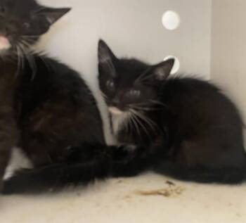NEEDS A FOSTER -  Domestic Short Hair Cat for Adoption in Ontario, California - NEEDS A FOSTER | PetCurious