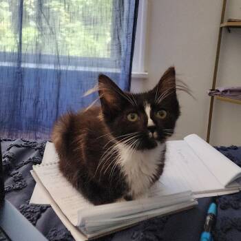 Rita -  Domestic Long Hair Cat for Adoption in Chicago, Illinois - Rita | PetCurious
