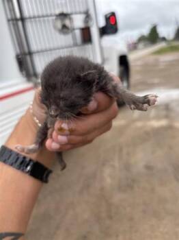 Domestic Short Hair Cats Available for Adoption in Houston, Texas - A654098 | PetCurious