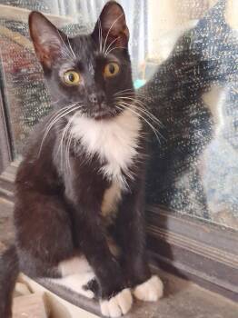 Domestic Short Hair and Tuxedo Cats Available for Adoption in Houston, Texas - Pix | PetCurious