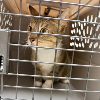 Farro -  Domestic Short Hair Cat for Adoption in Philadelphia, Pennsylvania - Farro | PetCurious