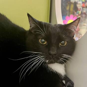 Adele -  Domestic Short Hair Cat Available for Adoption in Temecula, California - Adele | PetCurious
