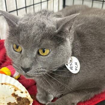 Domestic Short Hair Cats Available for Adoption in Normal, Illinois - Ash | PetCurious