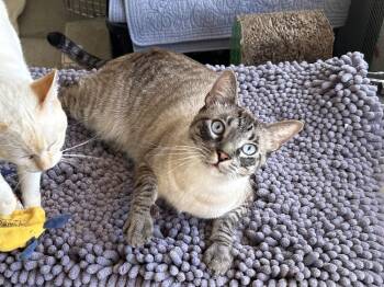Siamese Cats Available for Adoption - Kobe | PetCurious