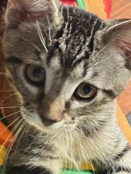Aphrodite -  Domestic Short Hair Cat for Adoption in Magnolia, Texas - Aphrodite | PetCurious