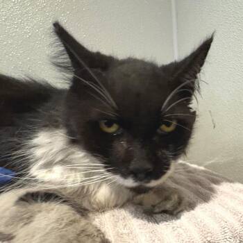IVHS-Stray-142524 -  Domestic Short Hair Cat for Adoption in San Gabriel, California - IVHS-Stray-142524 | PetCurious