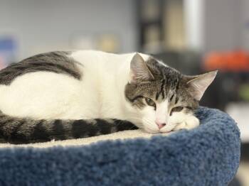 Rescue Domestic Short Hair Cats for Adoption in Minneapolis, Minnesota - Cedar | PetCurious